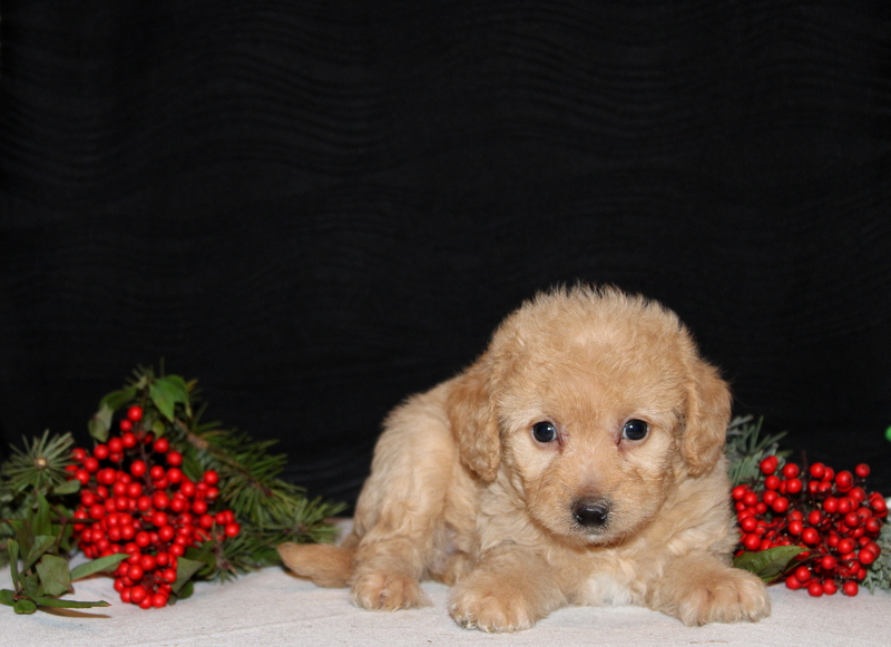 puppy, for, sale, Morki-Poo, Matthew B. Stoltzfus, dog, breeder, Gap, PA, dog-breeder, puppy-for-sale, forsale, nearby, find, puppyfind, locator, puppylocator, aca